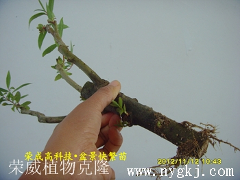 上海荣威植物克隆，繁育盆景