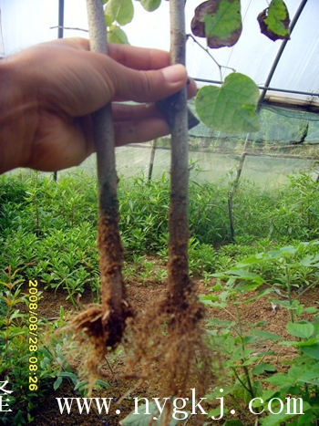 上海荣威植物克隆，粗枝直接育成大苗